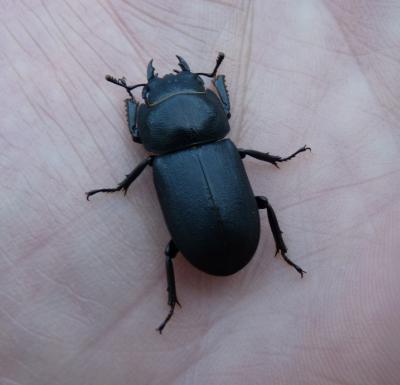 Petite biche, Petite lucane Dorcus parallelipipedus (Linnaeus, 1758)