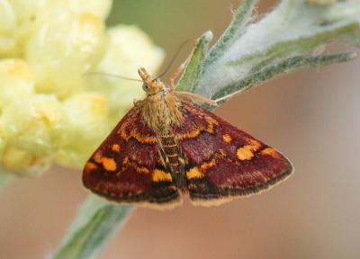  Pyrausta aurata (Scopoli, 1763)