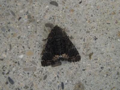 Clair-obscur (Le) Aedia leucomelas (Linnaeus, 1758)