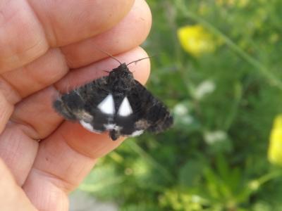 Clair-obscur (Le) Aedia leucomelas (Linnaeus, 1758)