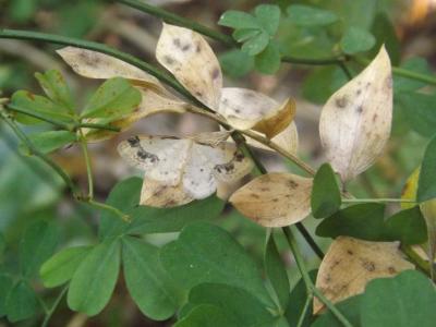 Acidalie retournée (L') Idaea trigeminata (Haworth, 1809)
