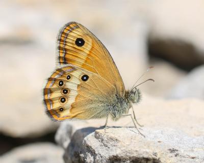 Fadet des garrigues (Le), Palémon (Le), Doré (Le) Coenonympha dorus (Esper, 1782)