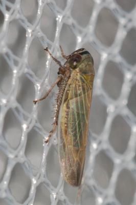  Limotettix striola (Fallén, 1806)
