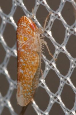  Platymetopius guttatus Fieber, 1869