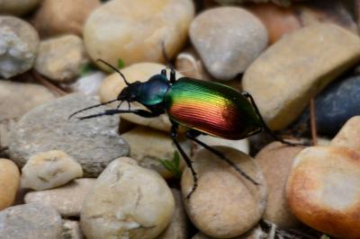 Grand calosome (Le) Calosoma sycophanta (Linnaeus, 1758)