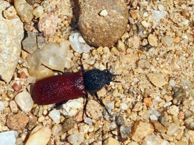  Bostrichus capucinus (Linnaeus, 1758)
