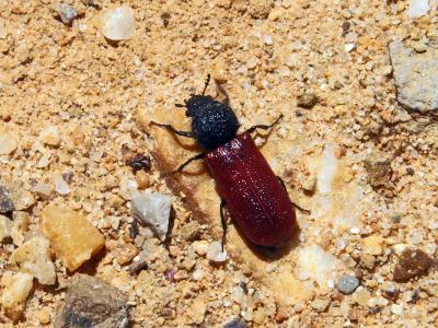  Bostrichus capucinus (Linnaeus, 1758)