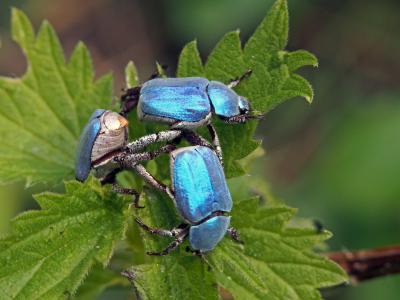 Hoplie bleue (L') Hoplia coerulea (Drury, 1773)