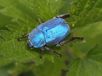 Hoplie bleue (L') Hoplia coerulea (Drury, 1773)