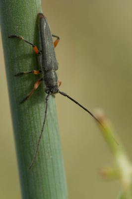 Phytoécie à fémurs rouges Phytoecia rufipes (Olivier, 1795)
