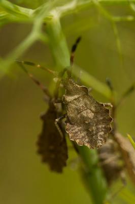  Enoplops scapha (Fabricius, 1794)