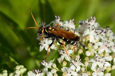  Batozonellus lacerticida (Pallas, 1771)