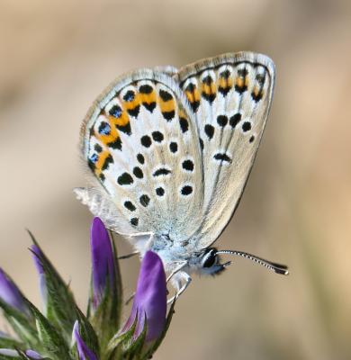 Azuré de l'Ajonc (L'), Argus bleu-violet (L'), Arg Plebejus argus (Linnaeus, 1758)