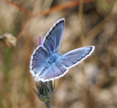 Azuré de l'Ajonc (L'), Argus bleu-violet (L'), Arg Plebejus argus (Linnaeus, 1758)