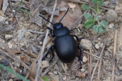 Crache-sang Timarcha tenebricosa (Fabricius, 1775)