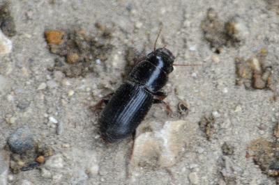  Acinopus picipes (Olivier, 1795)