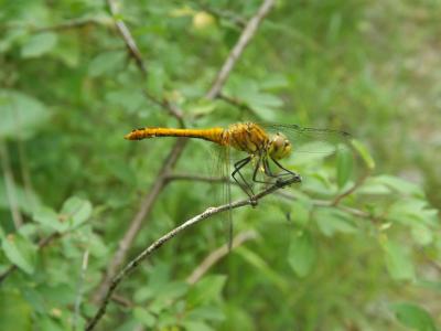 Sympétrum sanguin (Le), Sympétrum rouge sang (Le) Sympetrum sanguineum (O.F. Müller, 1764)