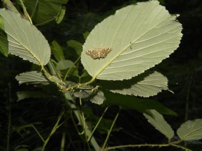  Anania coronata (Hufnagel, 1767)