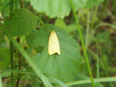 Eborine (L') Cybosia mesomella (Linnaeus, 1758)