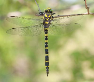Cordulégastre annelé (Le) Cordulegaster boltonii (Donovan, 1807)