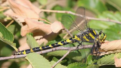 Cordulégastre annelé (Le) Cordulegaster boltonii (Donovan, 1807)