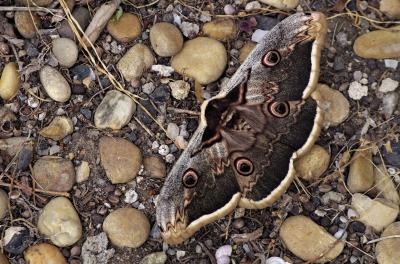 Grand Paon de nuit Saturnia pyri (Denis & Schiffermüller, 1775)