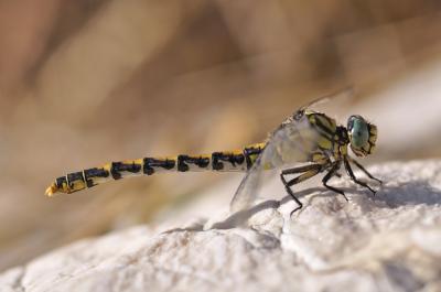 Gomphe à forceps (Le), Gomphe à pinces (Le) Onychogomphus forcipatus (Linnaeus, 1758)