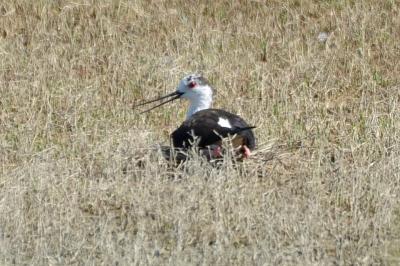 Echasse blanche Himantopus himantopus (Linnaeus, 1758)