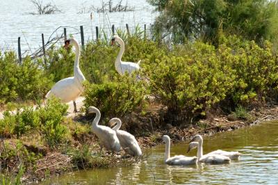 Cygne tuberculé Cygnus olor (Gmelin, 1803)