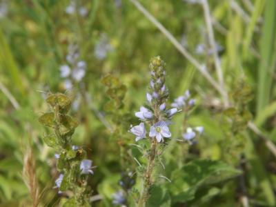 Véronique officinale, Herbe aux ladres Veronica officinalis L., 1753