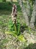 Orchis géant, Orchis à longues bractées, Barlie Himantoglossum robertianum (Loisel.) P.Delforge, 1999