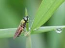  Chloromyia formosa (Scopoli, 1763)
