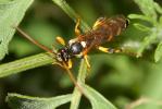  Ichneumon sarcitorius Linnaeus, 1758