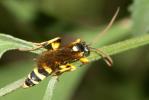  Ichneumon sarcitorius Linnaeus, 1758