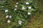 Pâquerette Bellis perennis L., 1753