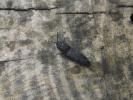  Lacon punctatus (Herbst, 1779)