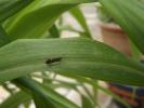  Esperia sulphurella (Fabricius, 1775)