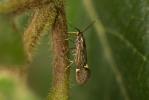  Esperia sulphurella (Fabricius, 1775)