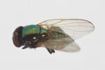  Lamprolonchaea smaragdi (Walker, 1849)