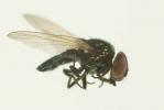 Lamprolonchaea smaragdi (Walker, 1849)