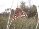 Petit Paon de Nuit (Le) Saturnia pavonia (Linnaeus, 1758)