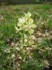 Orchis de Provence Orchis provincialis Balb. ex DC., 1806