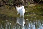 Aigrette garzette Egretta garzetta (Linnaeus, 1766)