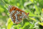 Mélitée du Plantain (La), Déesse à ceinturons (La) Melitaea cinxia (Linnaeus, 1758)