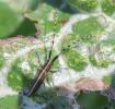 Agapanthie du chardon Agapanthia cardui (Linnaeus, 1767)