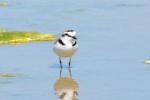 Gravelot à collier interrompu, Gravelot de Kent Charadrius alexandrinus Linnaeus, 1758