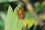 Carpocoris pudicus (Poda, 1761)