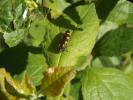  Ptosima undecimmaculata (Herbst, 1784)