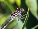 Agrion de Mercure Coenagrion mercuriale (Charpentier, 1840)