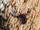 Pseudoscorpions Pseudoscorpiones De Geer, 1778